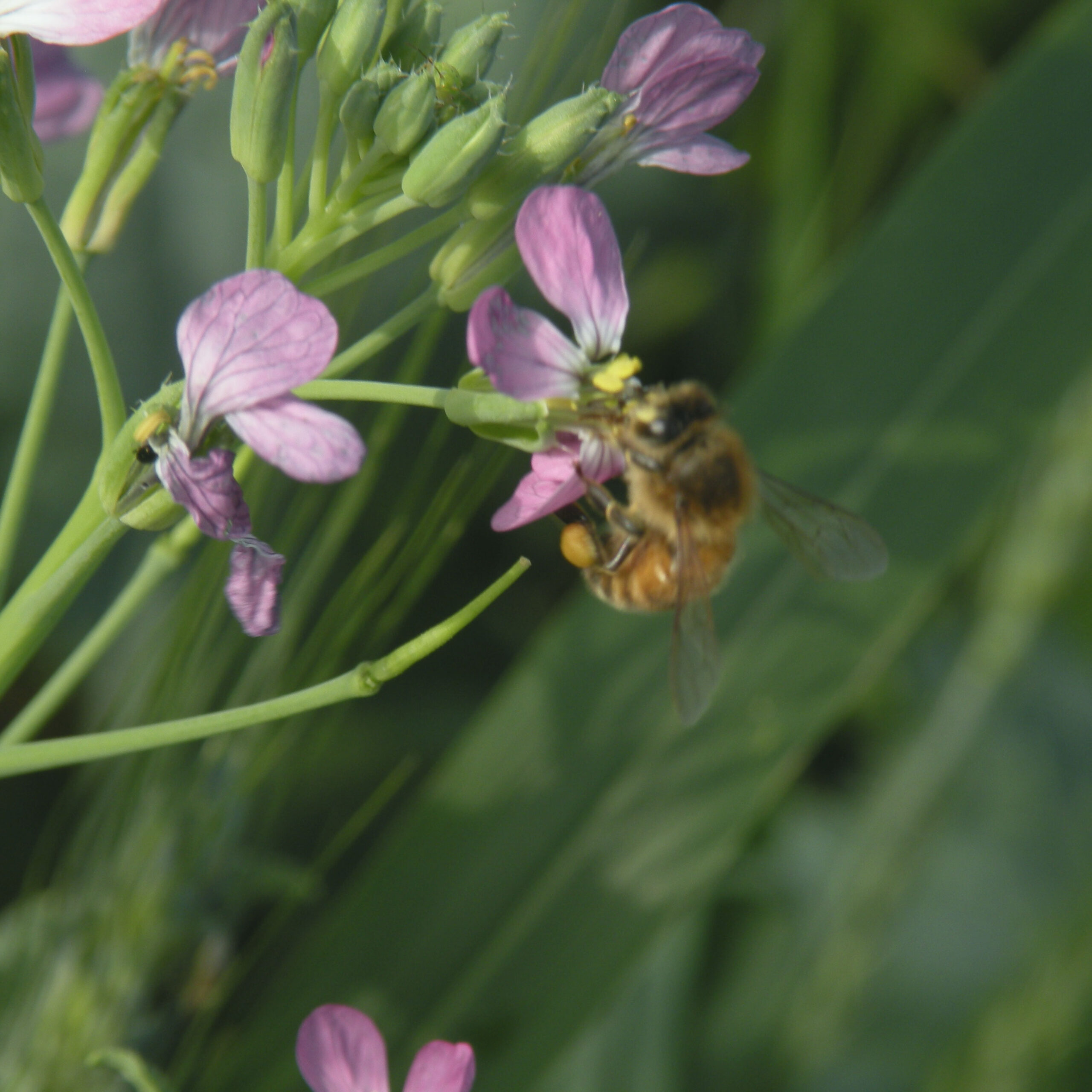 bee_garden
